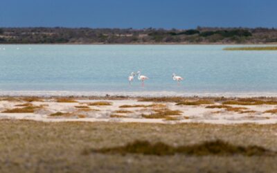 Le lac sacré de Tsimanampetsotse : le nid des flamants roses